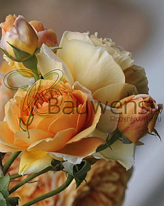 Kletterrose-orange-1020x810-proportionalsmallest+kopie.jpg
