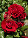 Red+Meilove%28+%3D+Mona+Lisa%29.jpg