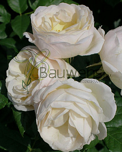 UETERSENER+KLOSTERROSE+logo.jpeg
