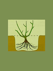 planten+roos+met+blote+wortel%28a%29_big.jpg