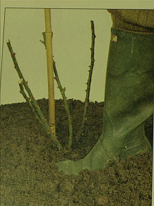 planten+roos+met+blote+wortel+%28b%29.jpg