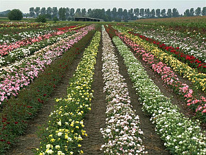 rozenveld+3.jpg